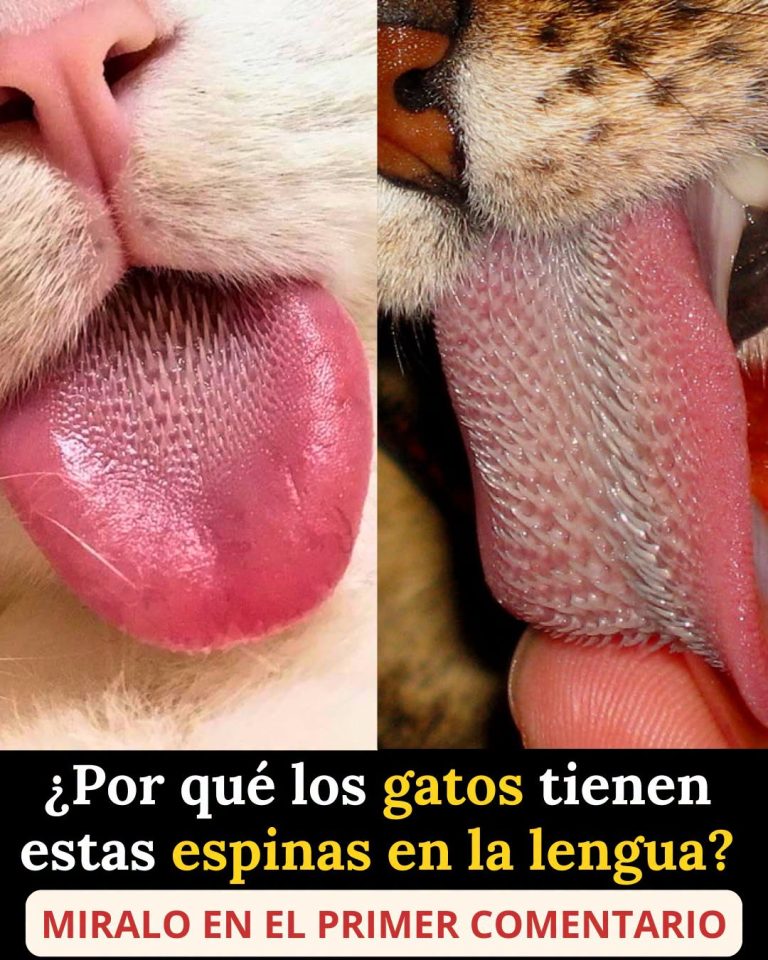 656322261 122157789014973955 7264166647718737589 n 768x960